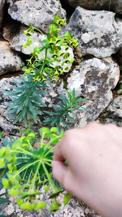 Villa Ideal Sóller Εξωτερικό φωτογραφία